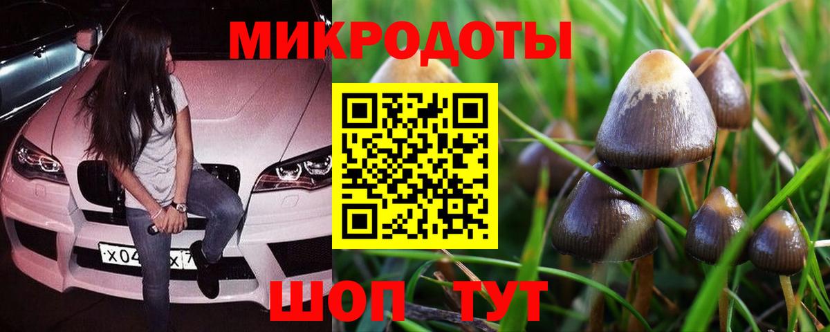 Псилоцибиновые грибы Psilocybe Богданович